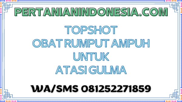 Topshot Obat Rumput Ampuh Untuk Atasi Gulma